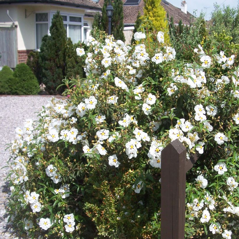 Cistus purpureus Alan Fradd - Cisto (Porto)