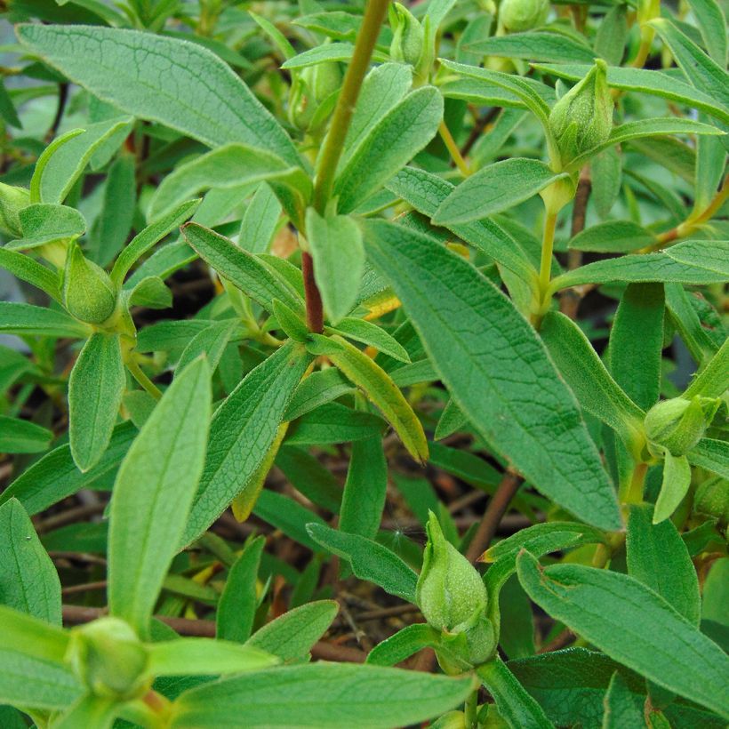 Cistus purpureus Alan Fradd - Cisto (Fogliame)