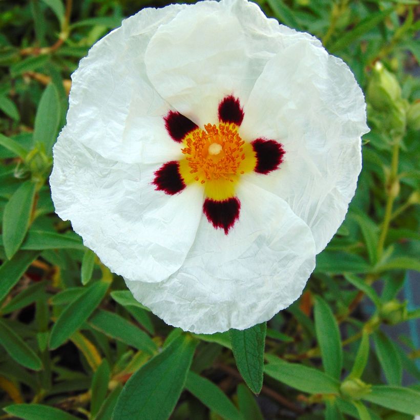 Cistus purpureus Alan Fradd - Cisto (Fioritura)