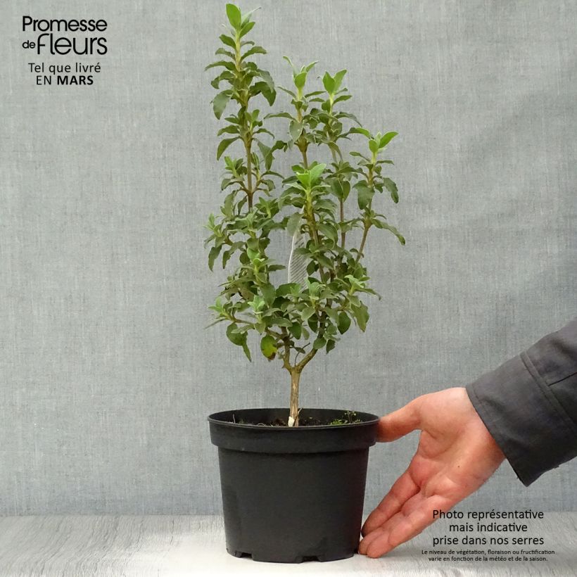 Cistus argenteus Peggy Sammons - Ciste hybride Pot de 2L/3L esemplare consegnato in primavera