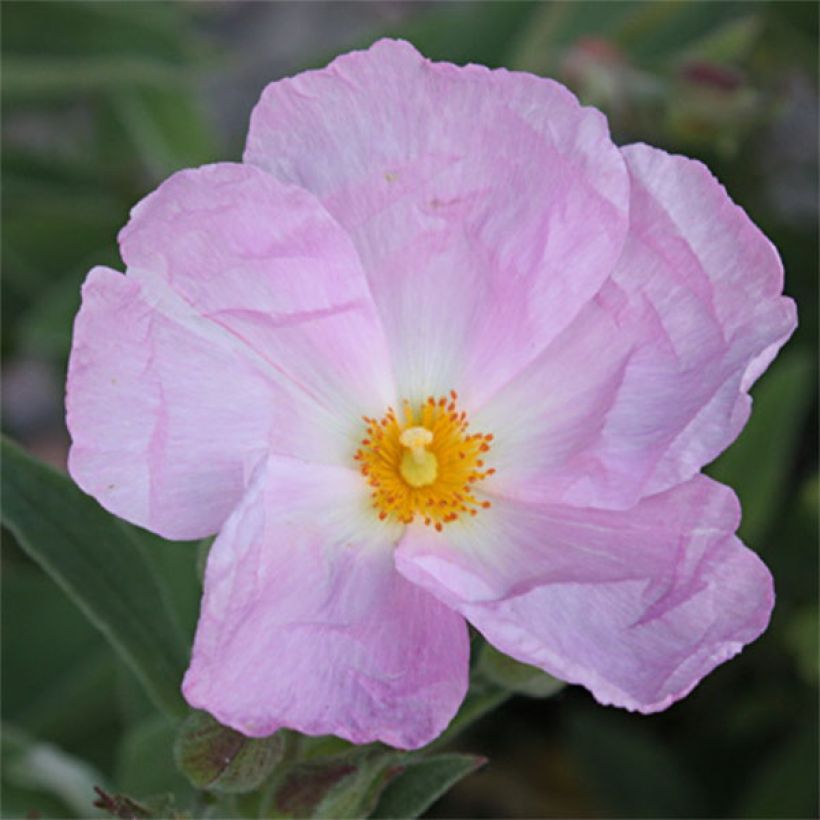 Cistus argenteus Peggy Sammons - Cisto (Fioritura)