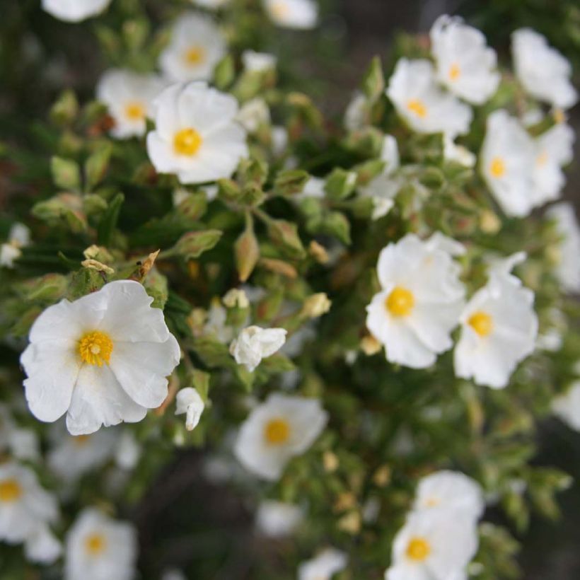 Cistus monspeliensis - Cisto marino (Fioritura)