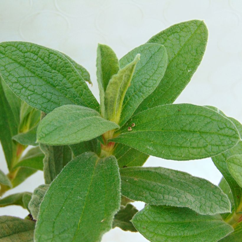 Cistus pulverulentus - Cisto (Fogliame)