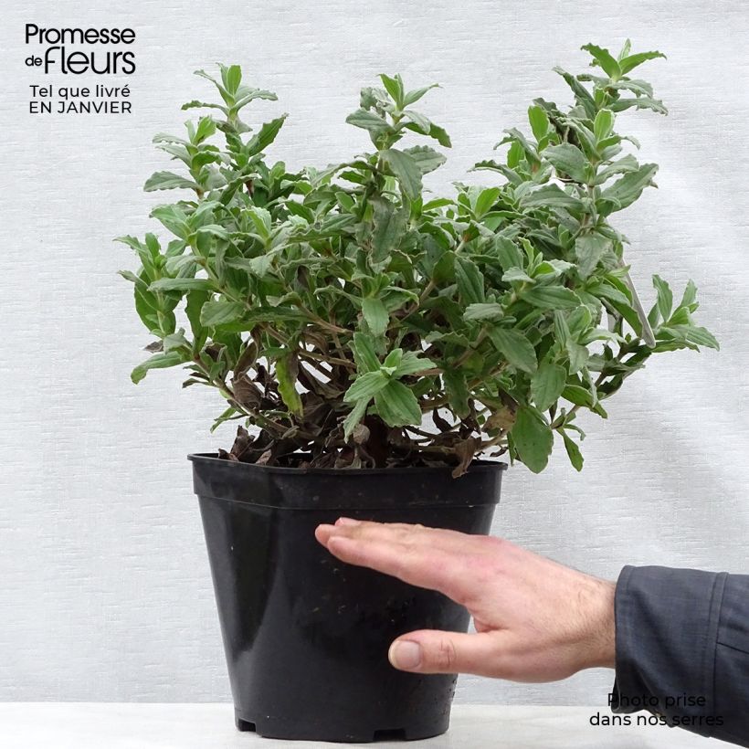 Cistus pulverulentus - Ciste pulvérulent Pot de 2L/3L esemplare consegnato in inverno