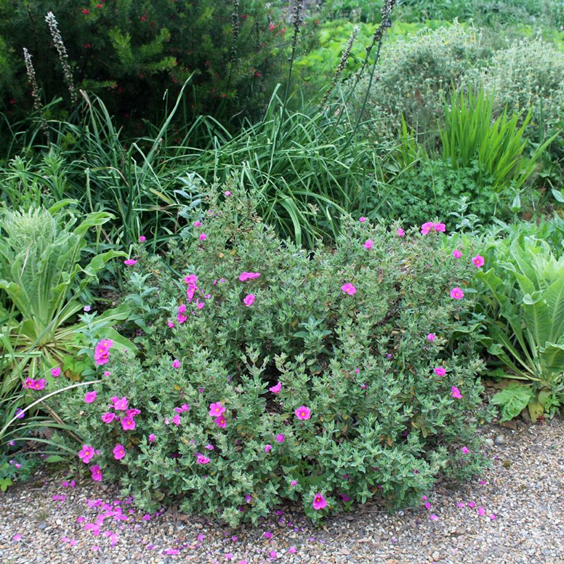 Cistus pulverulentus - Cisto (Porto)