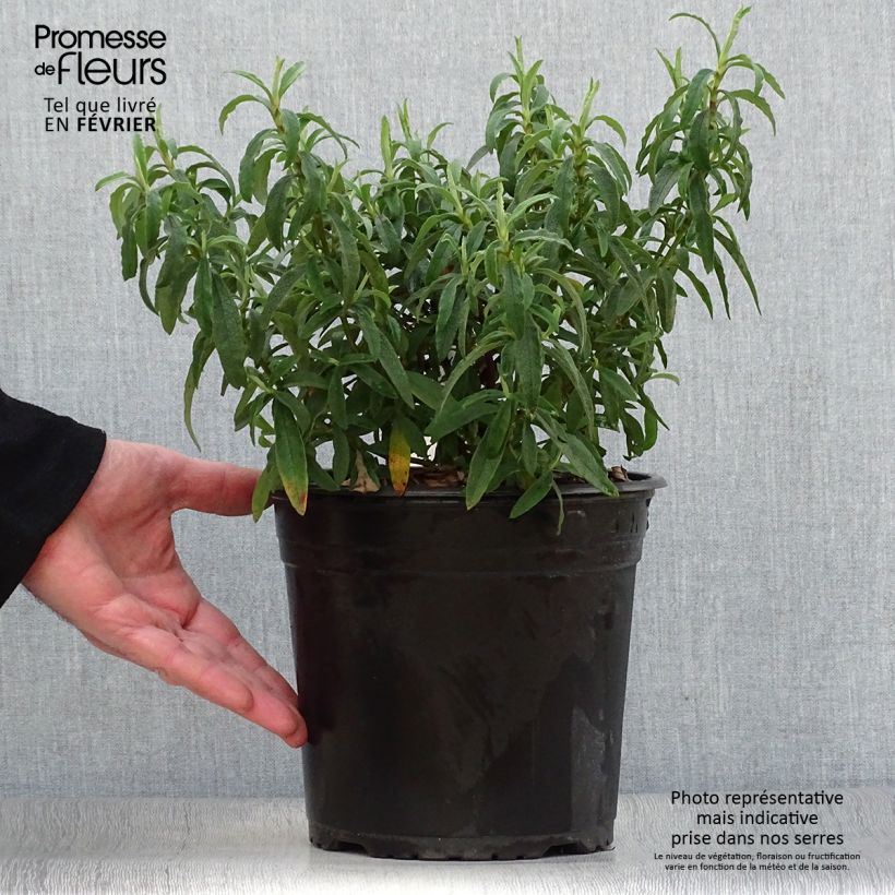 Cistus purpureus - Ciste pourpre en pot de 4L/5L esemplare consegnato in inverno