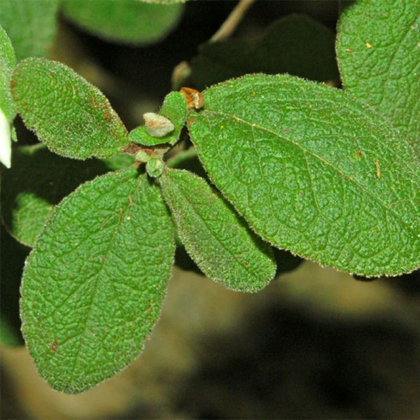 Cistus salviifolius - Cisto femmina (Fogliame)