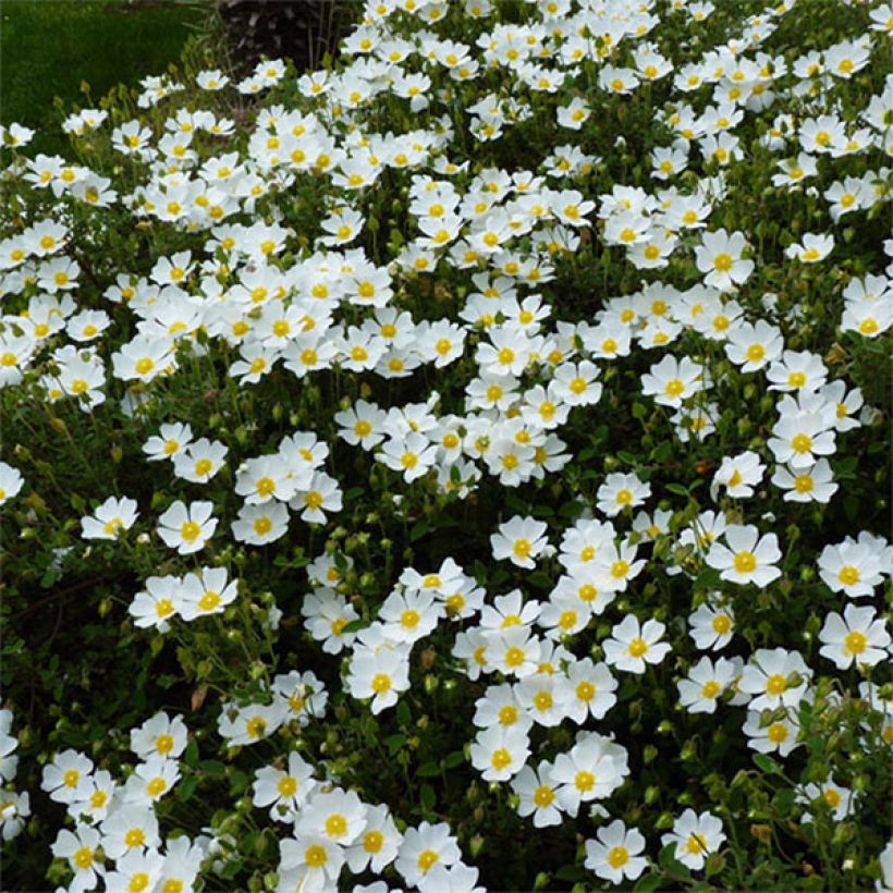 Cistus salviifolius - Cisto femmina (Fioritura)