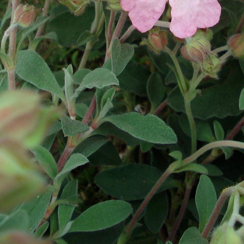 Cistus argenteus Silver Pink - Cisto (Fogliame)