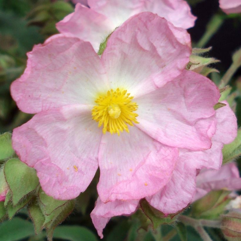 Cistus argenteus Silver Pink - Cisto (Fioritura)