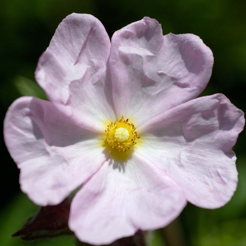 Cistus skanbergii - Cisto (Fioritura)