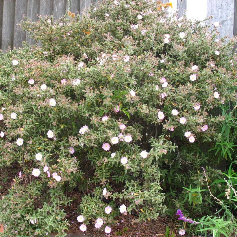 Cistus skanbergii - Cisto (Porto)