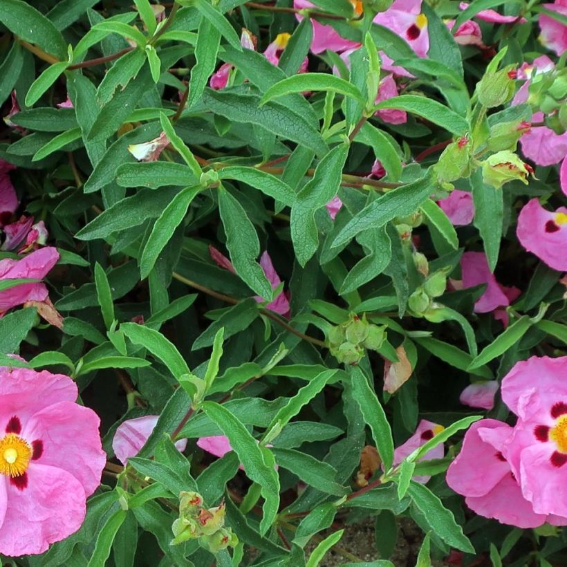 Cistus purpureus Betty Taudevin - Cisto (Fogliame)