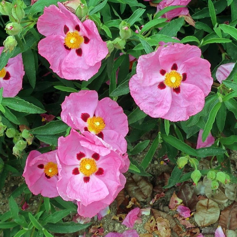 Cistus purpureus Betty Taudevin - Cisto (Fioritura)