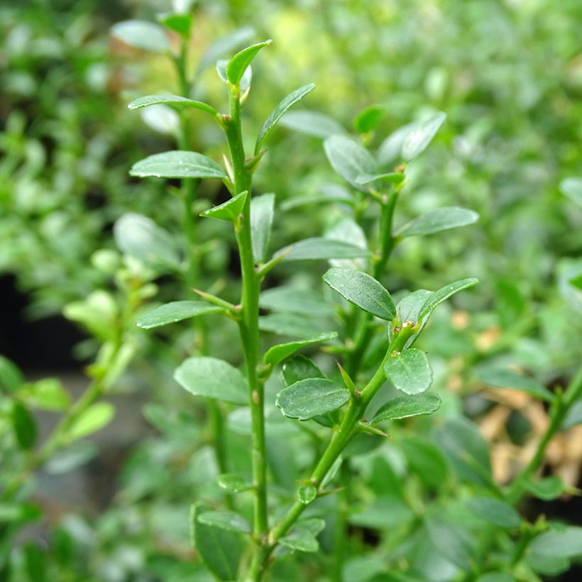 Microcitrus australasica - Caviale di limone (Fogliame)