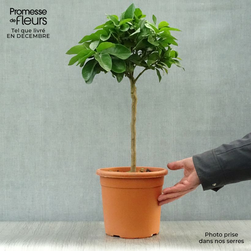 Citron rouge - Citrus Volkameriana ou Rangpur Pot de 4L/5L esemplare consegnato in inverno