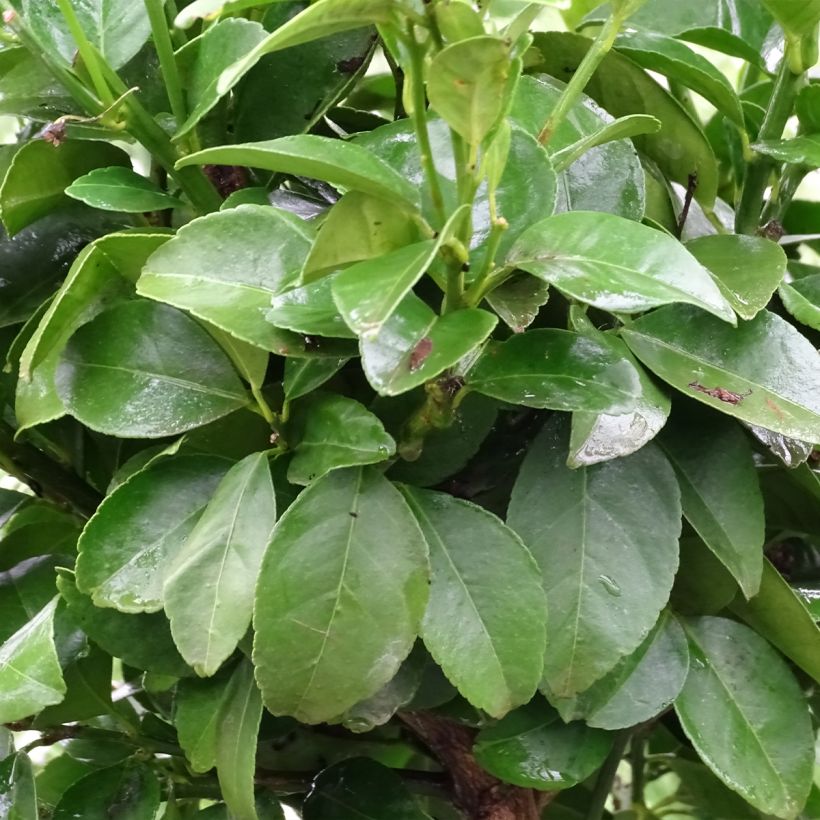 Citrus limetta Pursha - Limetta romana (Fogliame)