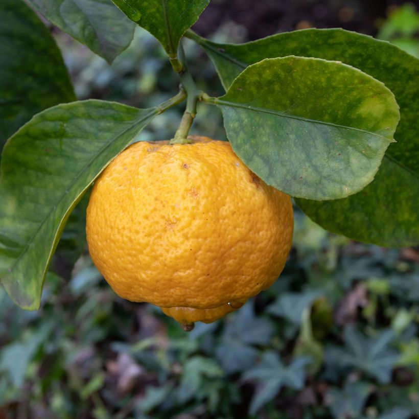 Citrus limetta Pursha - Limetta romana (Fioritura)