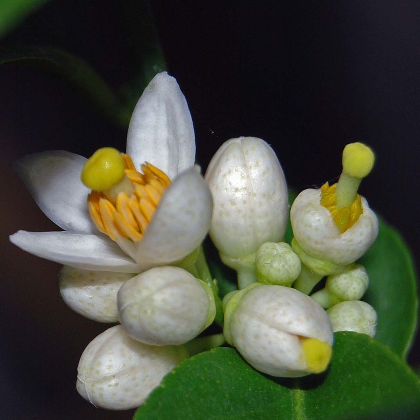 Citrus x aurantiifolia - Limetta (Fioritura)