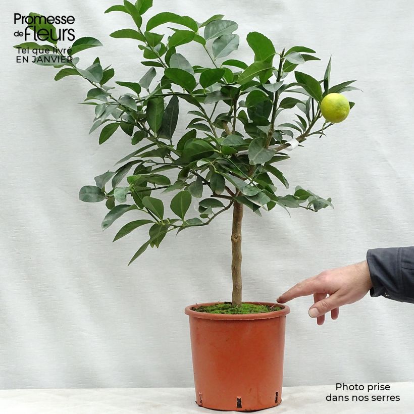 Citron vert - Citrus aurantifolia Pot de 4L/5L esemplare consegnato in inverno