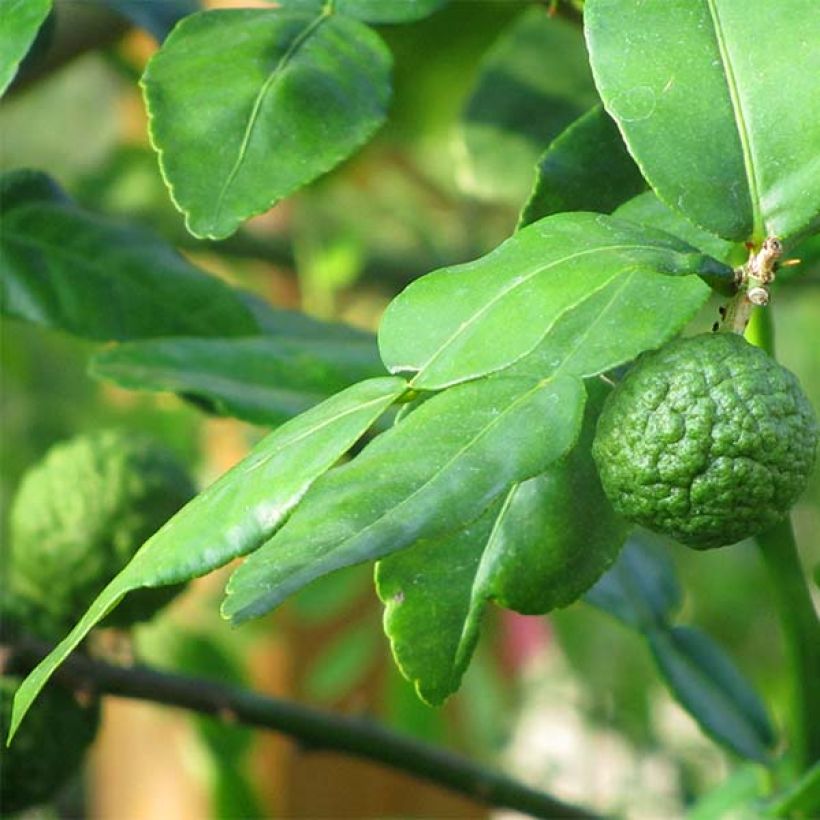 Citrus hystrix - Combava (Fogliame)