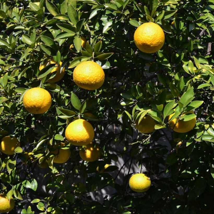 Citrus ichangensis - Limone di Ichang (Fogliame)