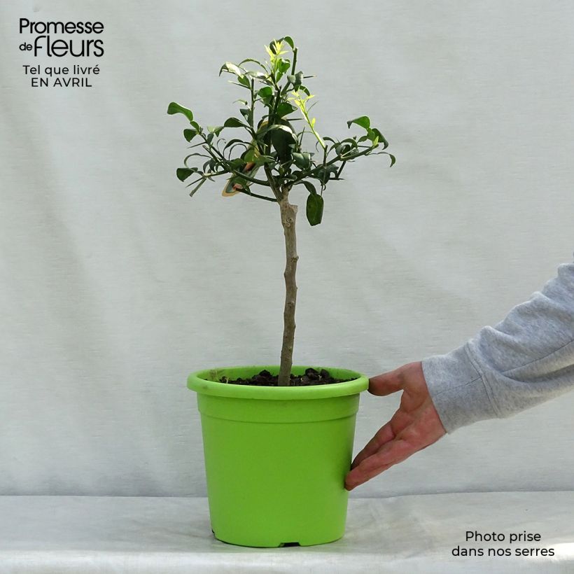 Citrus ichangensis - Ichang Papeda  Pot de 4L/5L esemplare consegnato in primavera