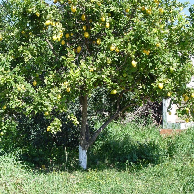 Citrus limon 4 stagioni - Limone (Porto)