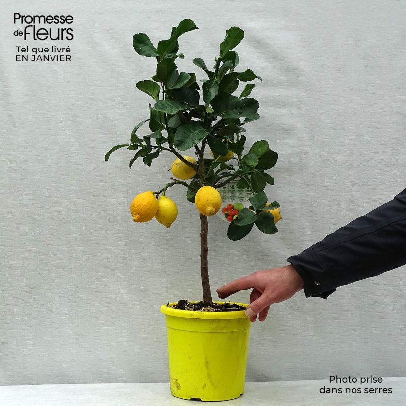 Citronnier - Citrus limon Femminello Carrubaro Pot de 4L/5L esemplare consegnato in inverno