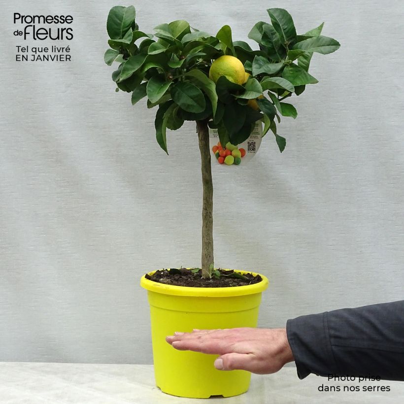 Citronnier de Syracuse - Citrus limon Femminello Siracusano Pot de 4L/5L esemplare consegnato in inverno