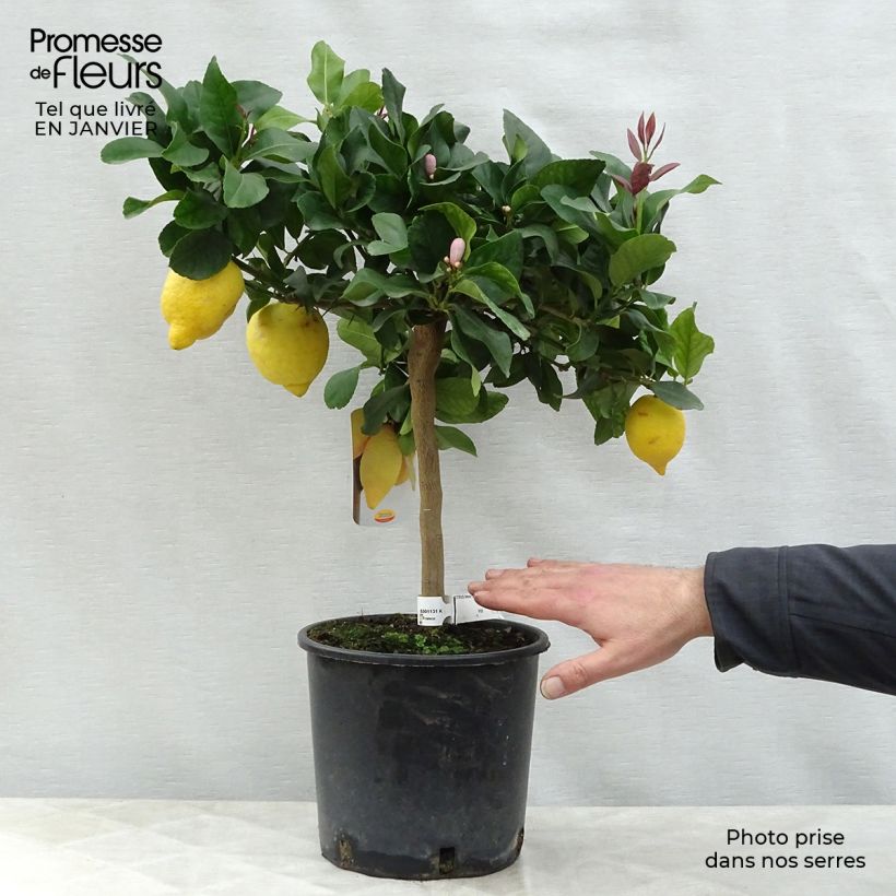 Citronnier des 4 saisons - Citrus limon en pot de 5L 1/4 tige esemplare consegnato in inverno