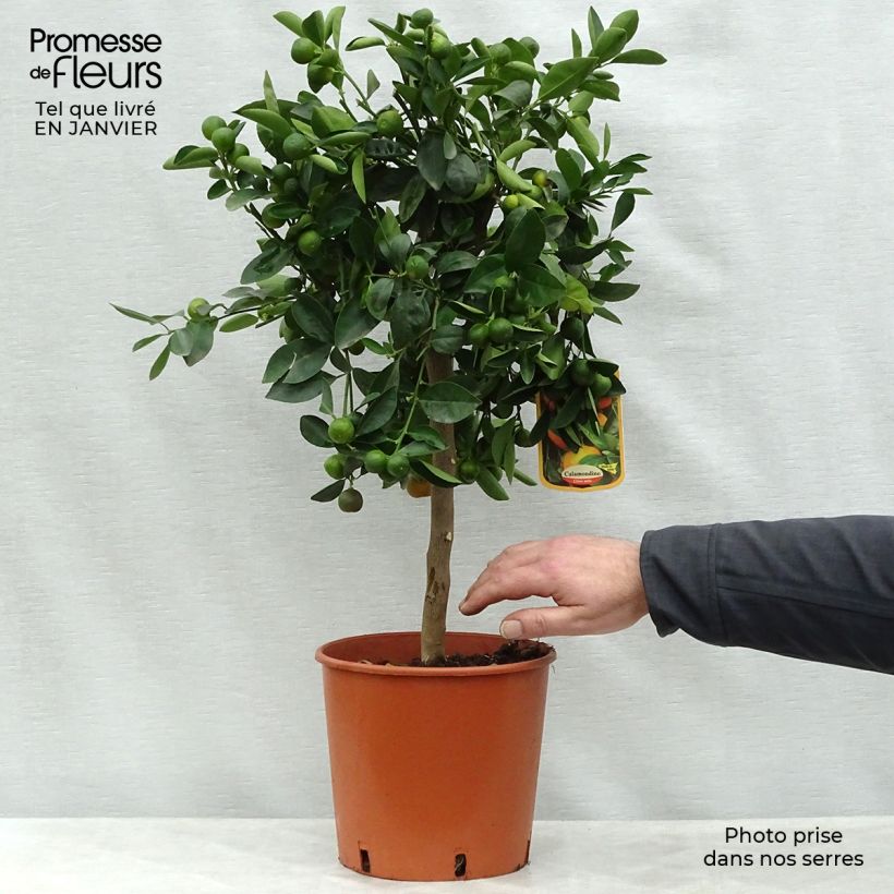 Calamondin - Citrus madurensis (mitis) en pot de 4/5L esemplare consegnato in inverno