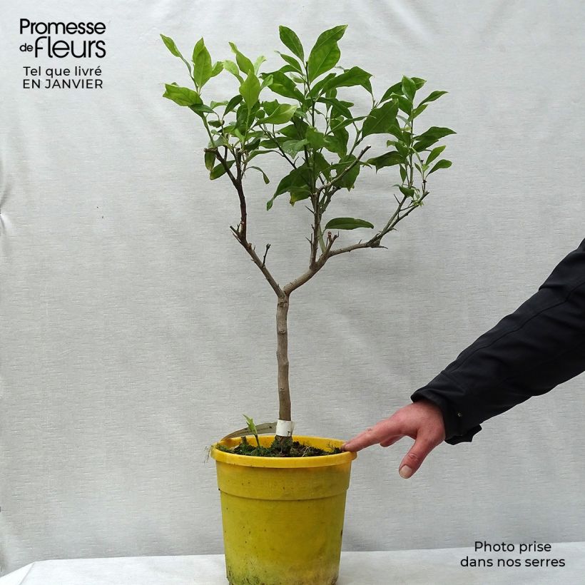 Citrus medica Pigmentata - Cédrat hybride Pot de 4L/5L esemplare consegnato in inverno