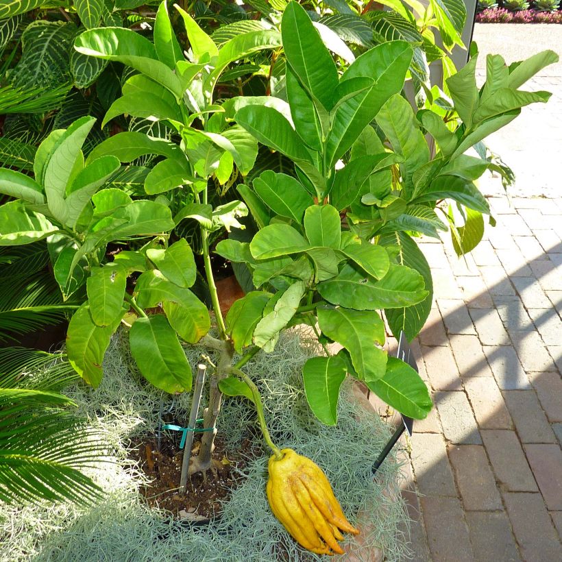 Citrus medica var. sarcodactylis - Cedro (agrume) (Fogliame)