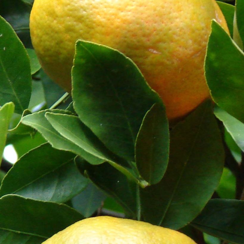 Citrus reticulata Keraji - Mandarino (Fogliame)