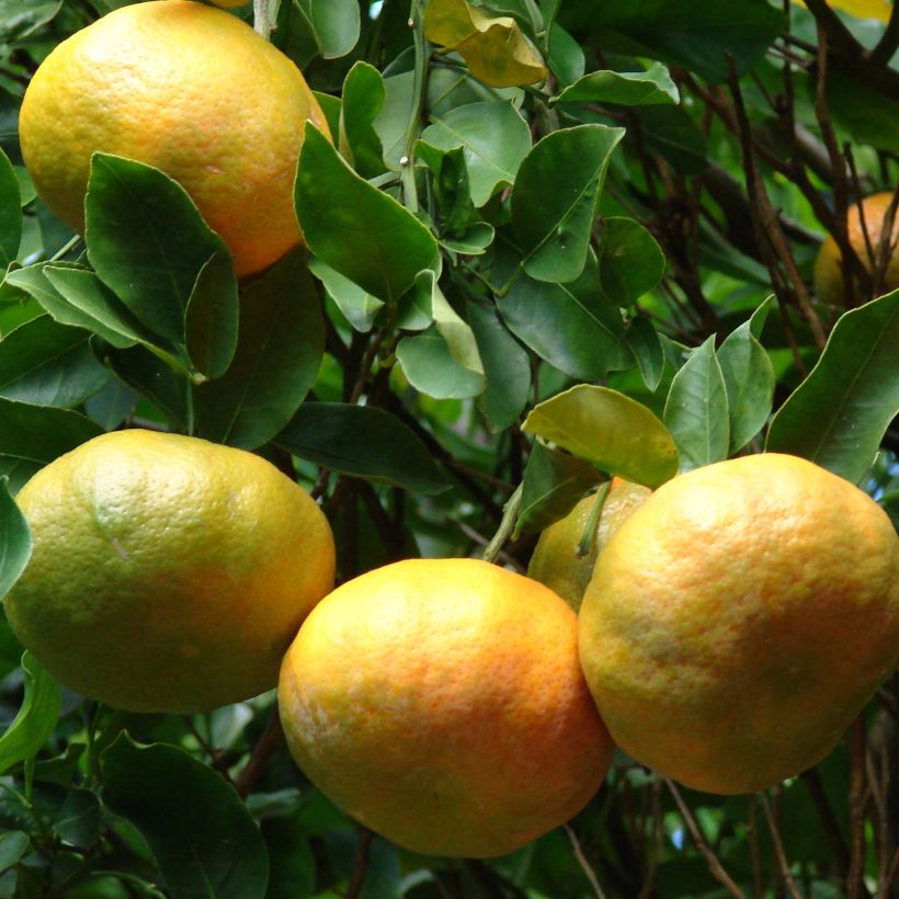 Citrus reticulata Keraji - Mandarino (Raccolta)