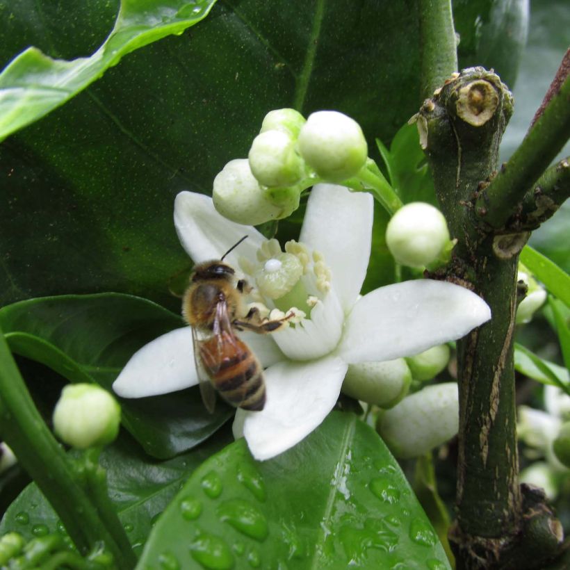 Citrus sinensis Washington Navel - Arancio (Fioritura)