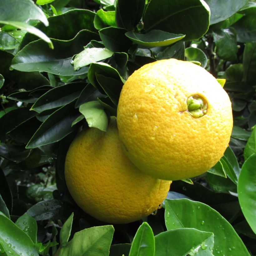 Citrus sinensis Washington Navel - Arancio (Raccolta)