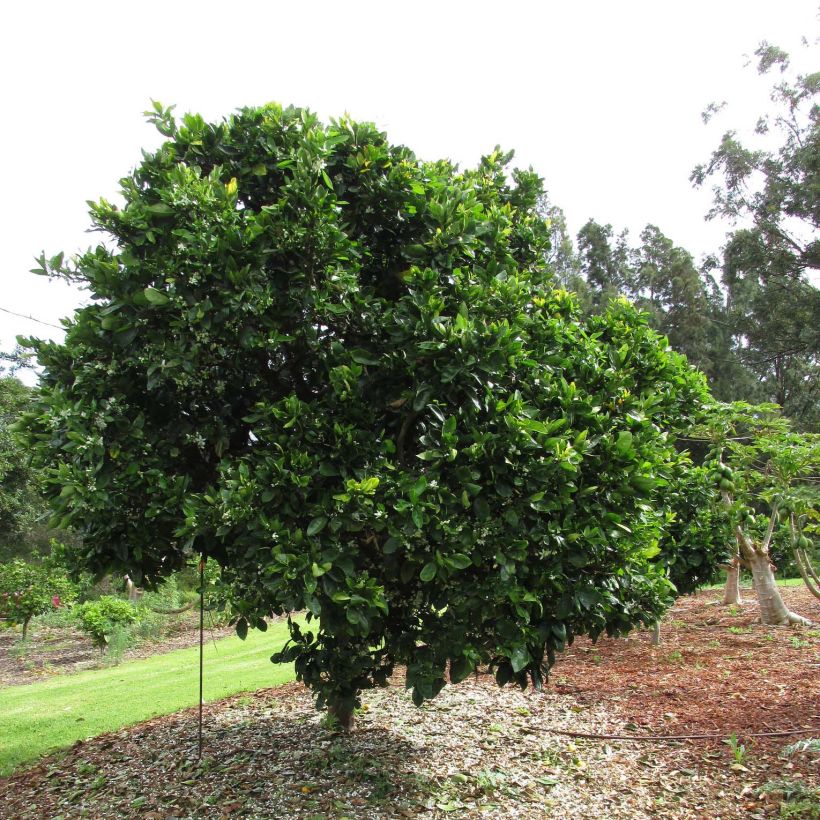 Citrus sinensis Washington Navel - Arancio (Porto)