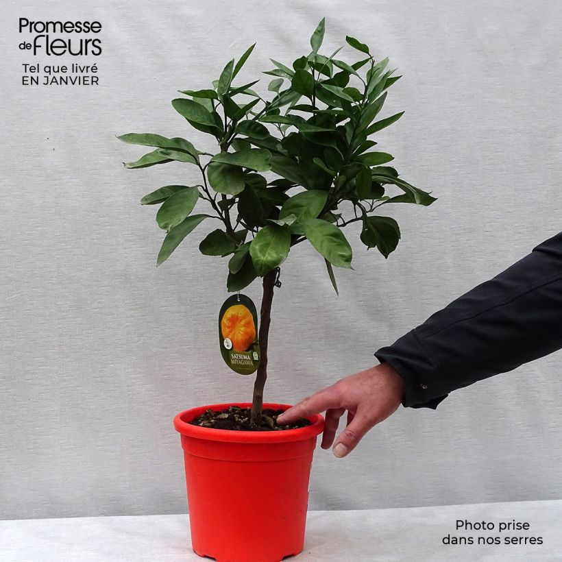 Mandarinier Satsuma - Citrus unshiu Pot de 4L/5L esemplare consegnato in inverno