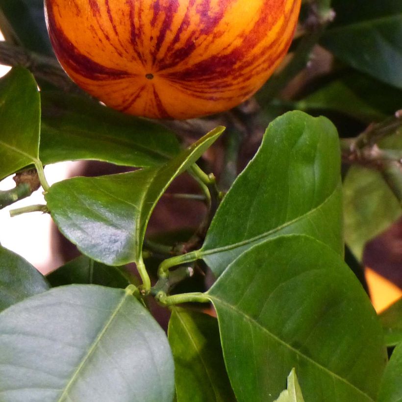 Citrus sinensis x meyeri Doppio Sanguigno - Arancio (Fogliame)