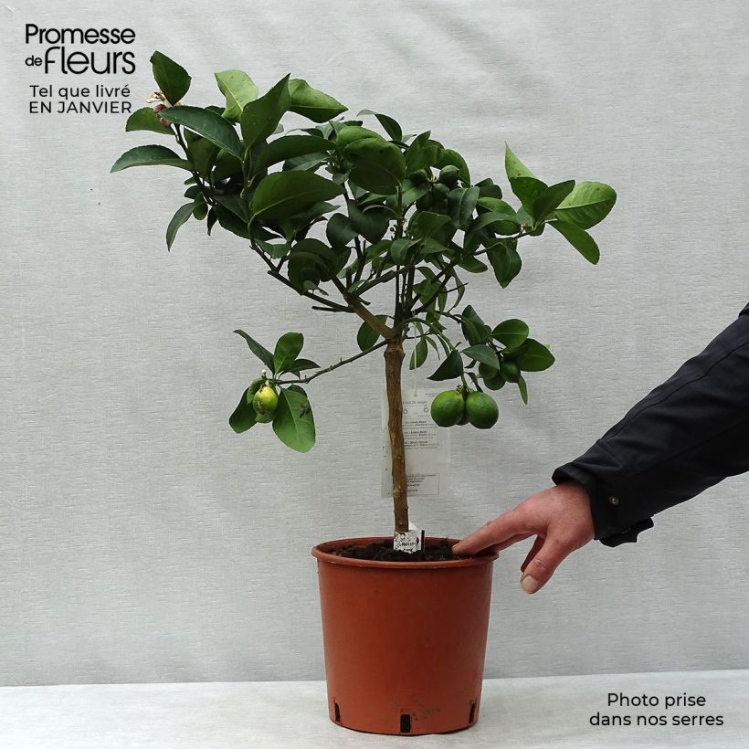 Citronnier Meyer - Citrus x meyeri Pot de 4L/5L esemplare consegnato in inverno