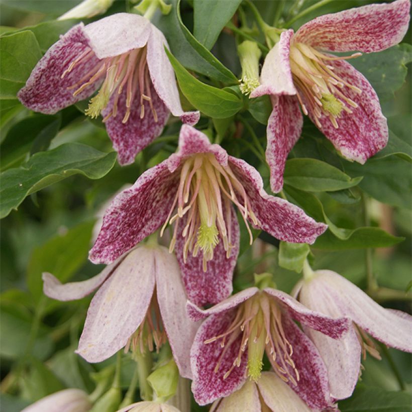 Clematis Advent Bells - Clematide (Fioritura)