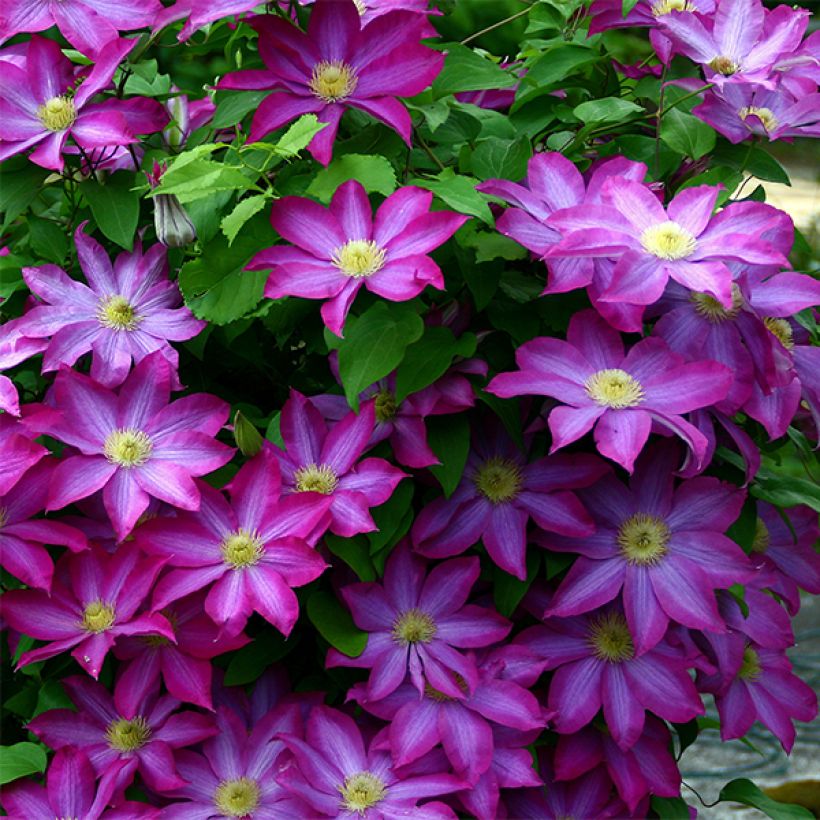 Clematis Kakio - Clematide (Fioritura)