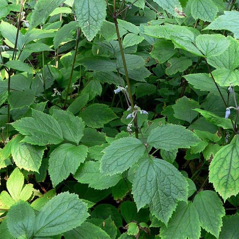 Clematis heracleifolia - Clematide (Fogliame)