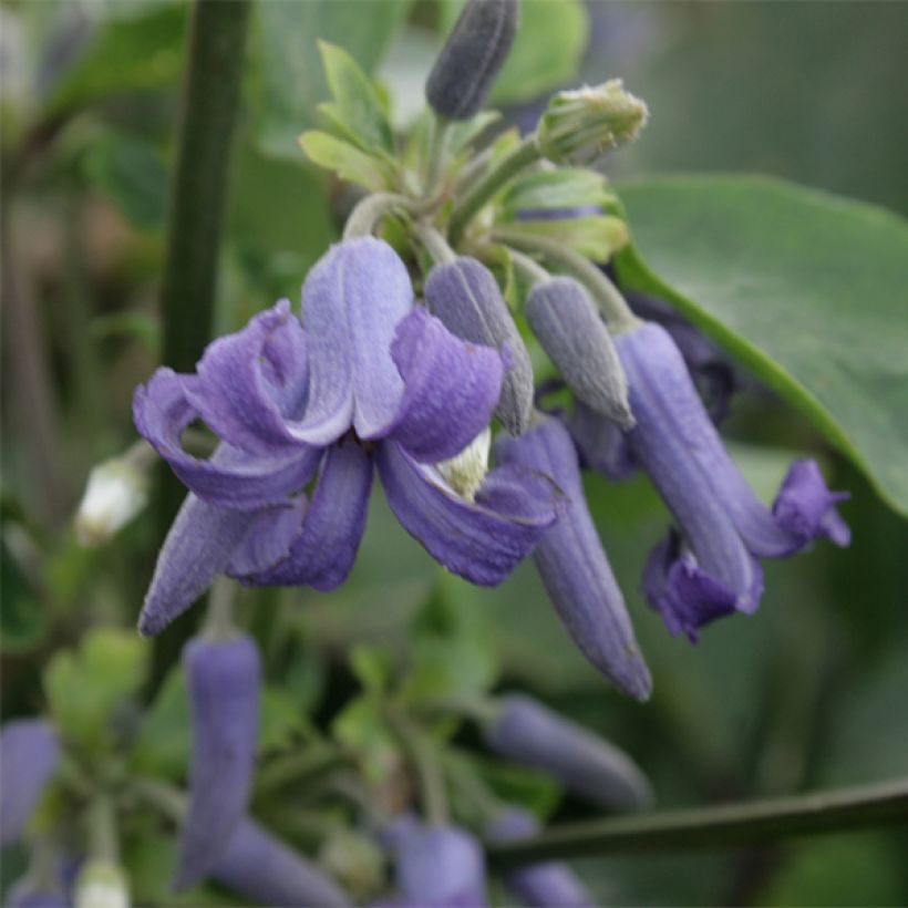 Clematis heracleifolia - Clematide (Fioritura)