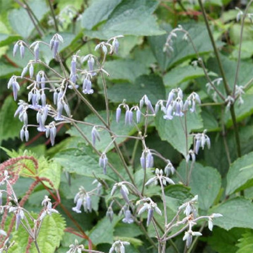 Clematis stans - Clematide (Fioritura)