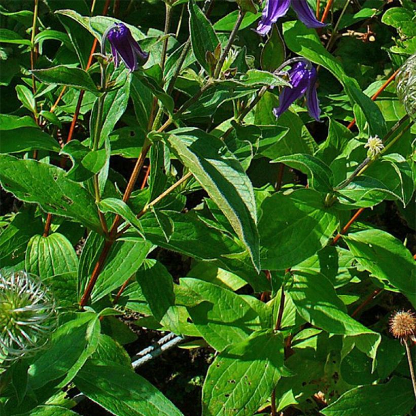 Clematis integrifolia - Clematide (Fogliame)