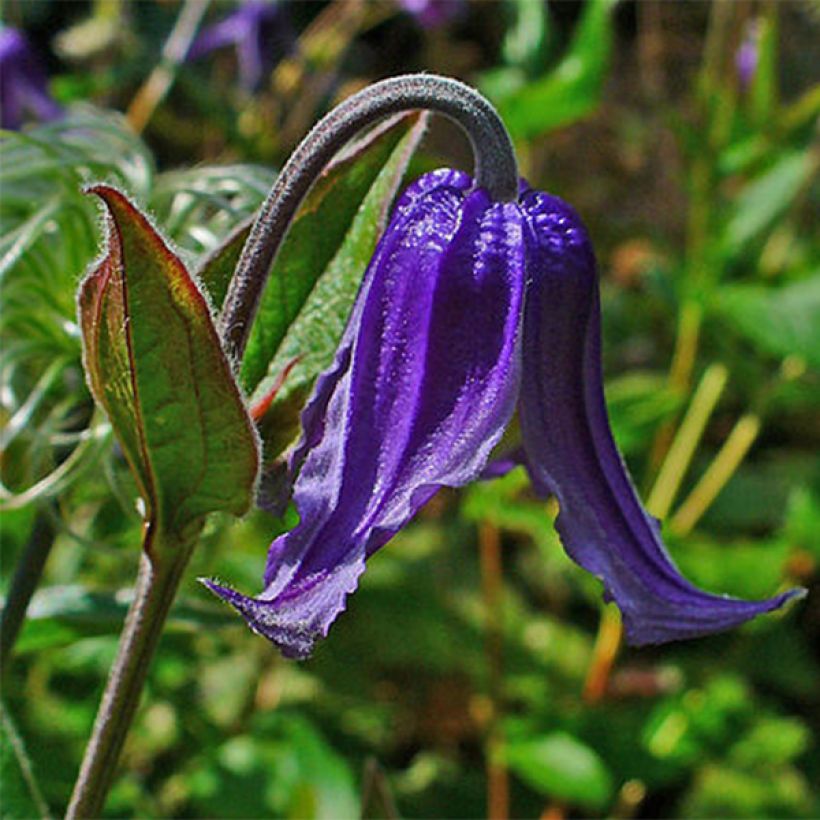 Clematis integrifolia - Clematide (Fioritura)