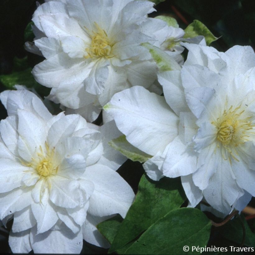 Clematis Arctic Queen - Clematide (Fioritura)